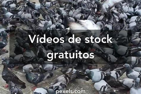 videos de palomos|Los mejores 400+ vídeos de Palomas · Banco de Imágenes .